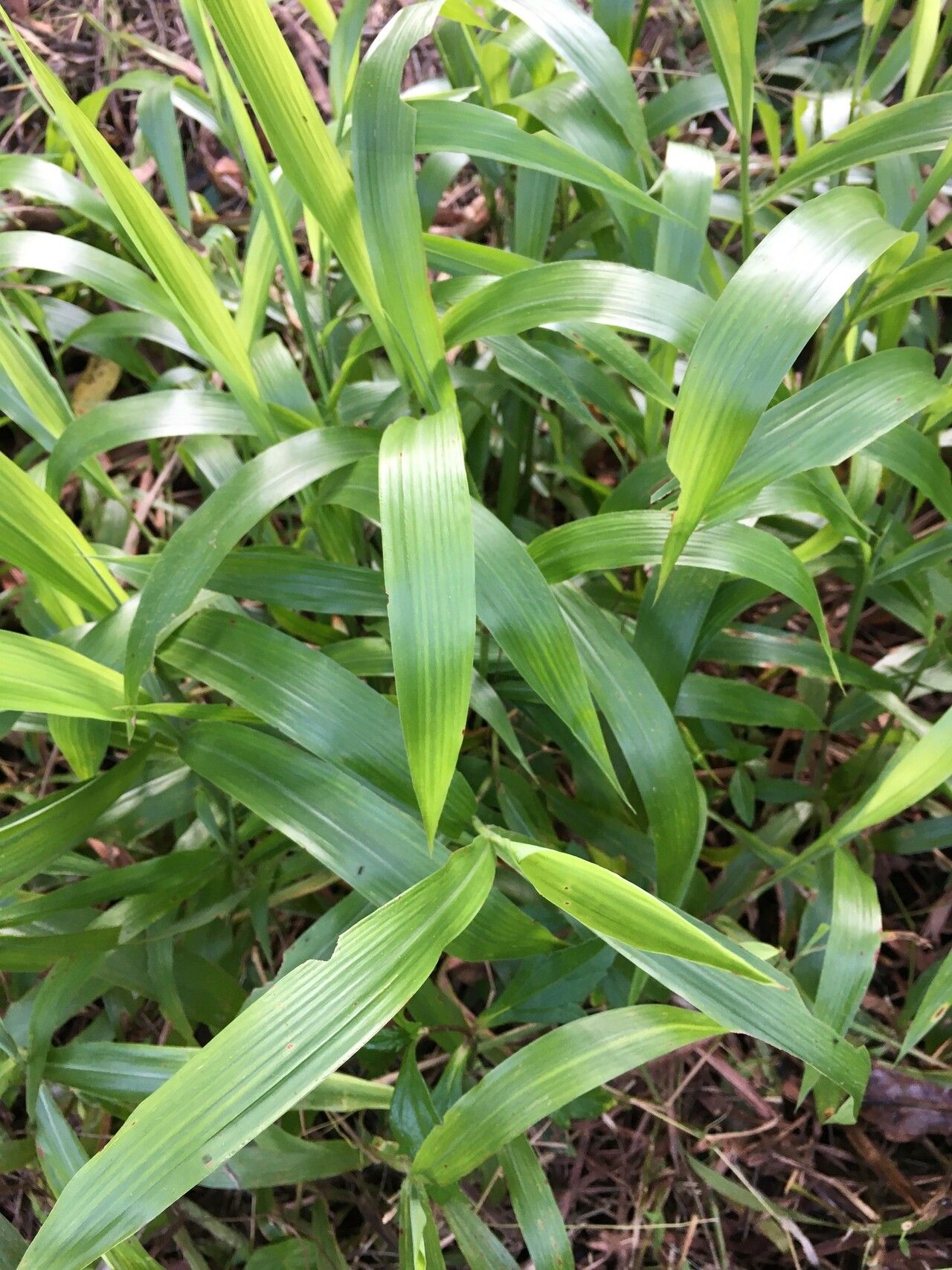 Ischaemum polystachyum — houseplant care guide