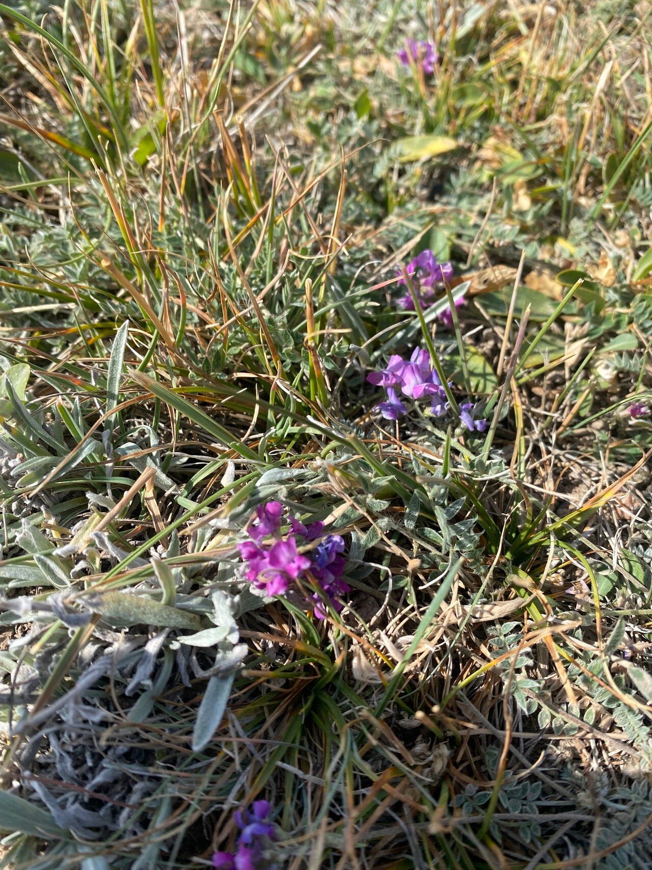 Oxytropis lambertii habit