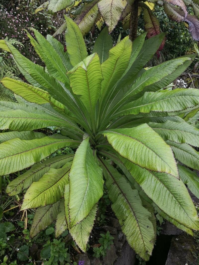 Lobelia giberroa leaf