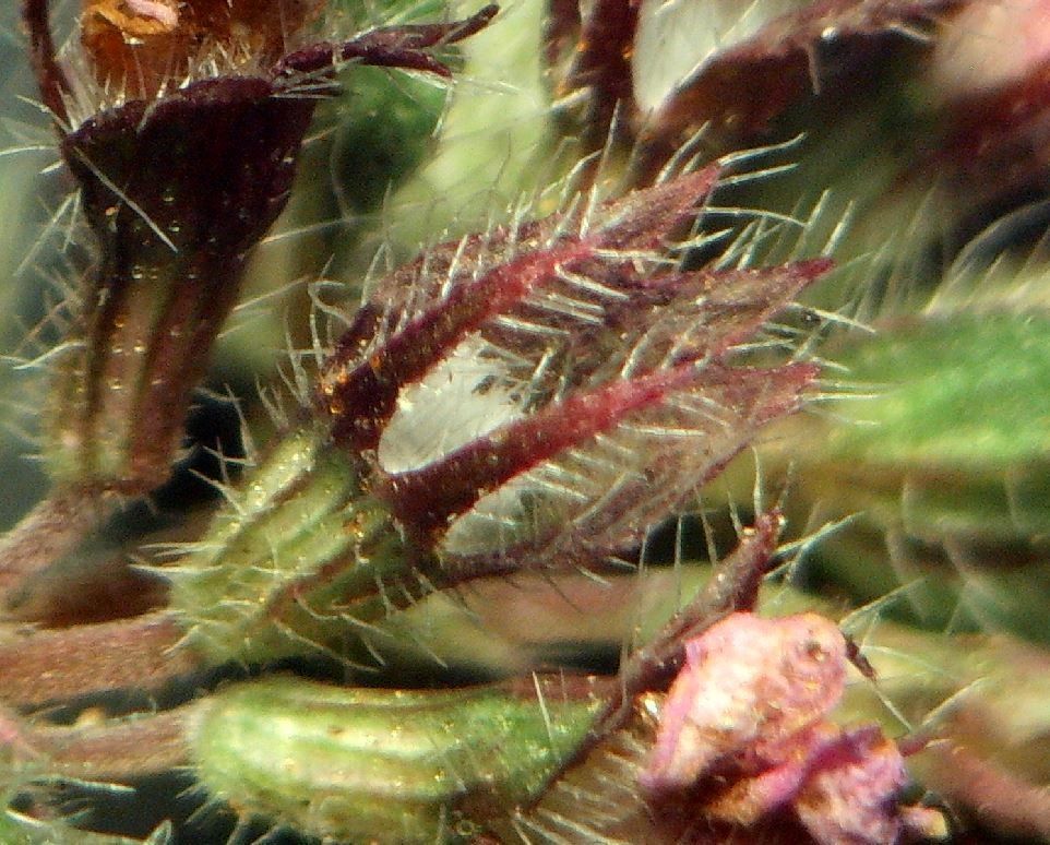 Thymus praecox fruit