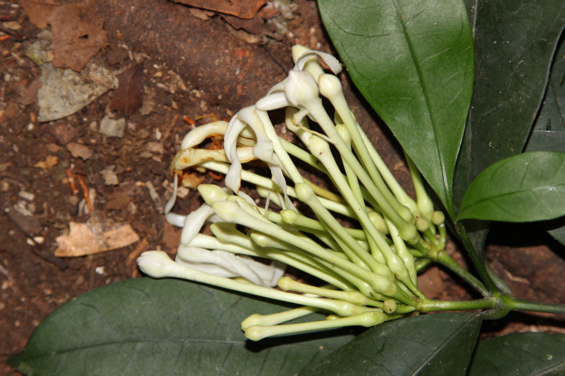 Tabernaemontana eglandulosa — search result for 'Tabernaemontana'