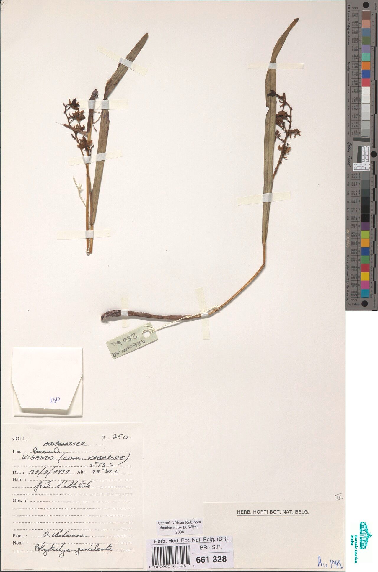 Polystachya gracilenta — houseplant care guide