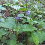 Stachytarpheta jamaicensis