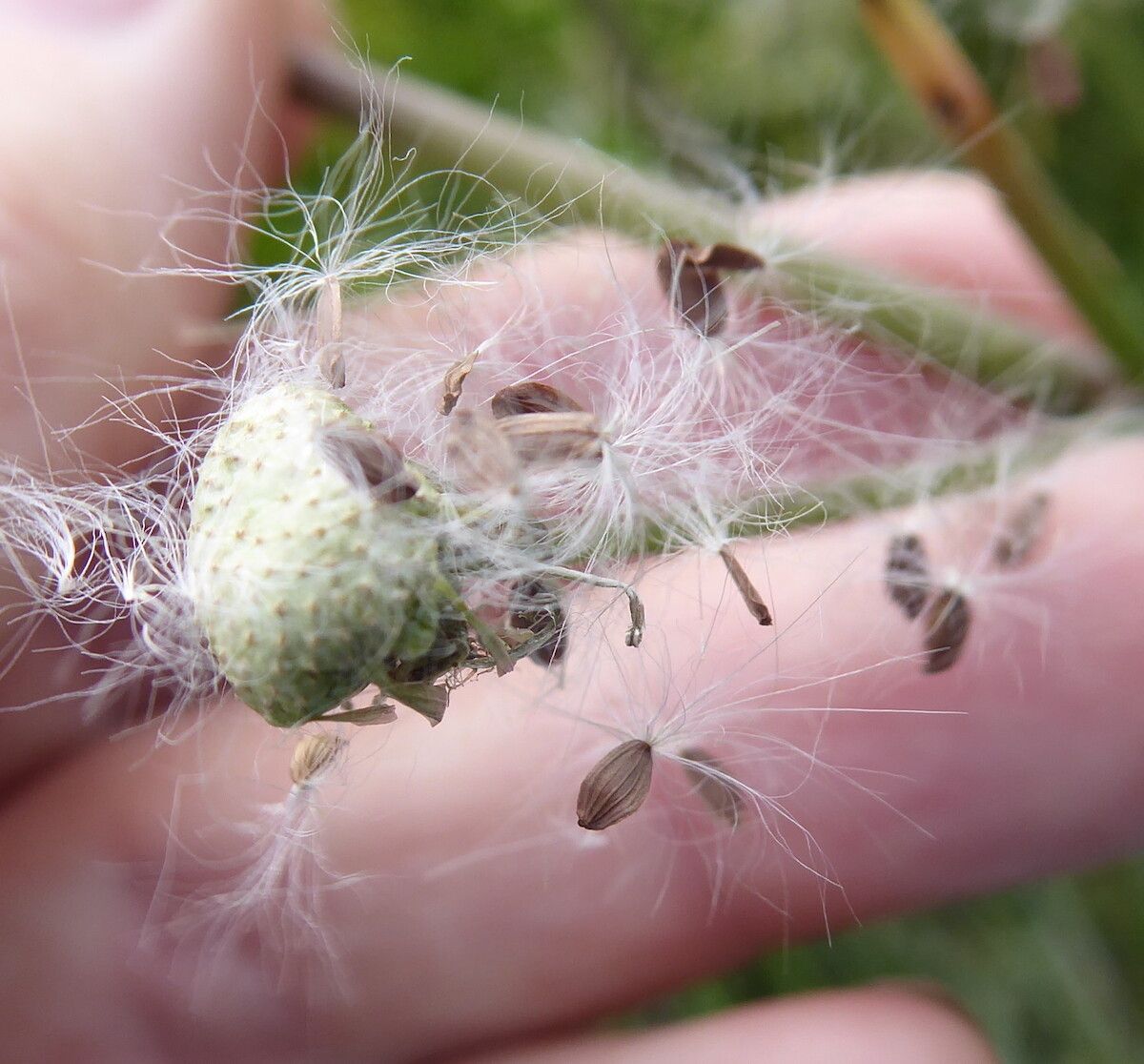 Sonchus gigas fruit