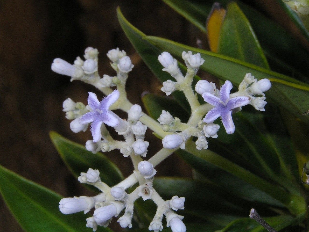 Psychotria comptonii flower