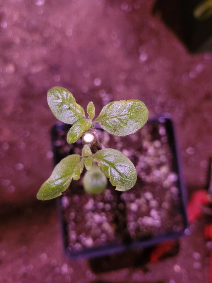 Salpichroa origanifolia — search result for 'Peru'