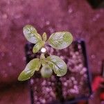 Salpichroa origanifolia