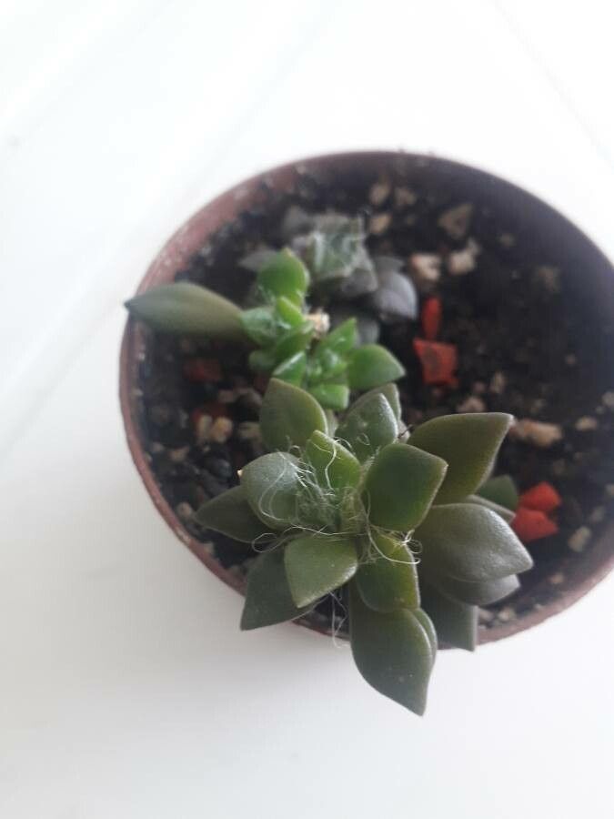 Anacampseros arachnoides flower