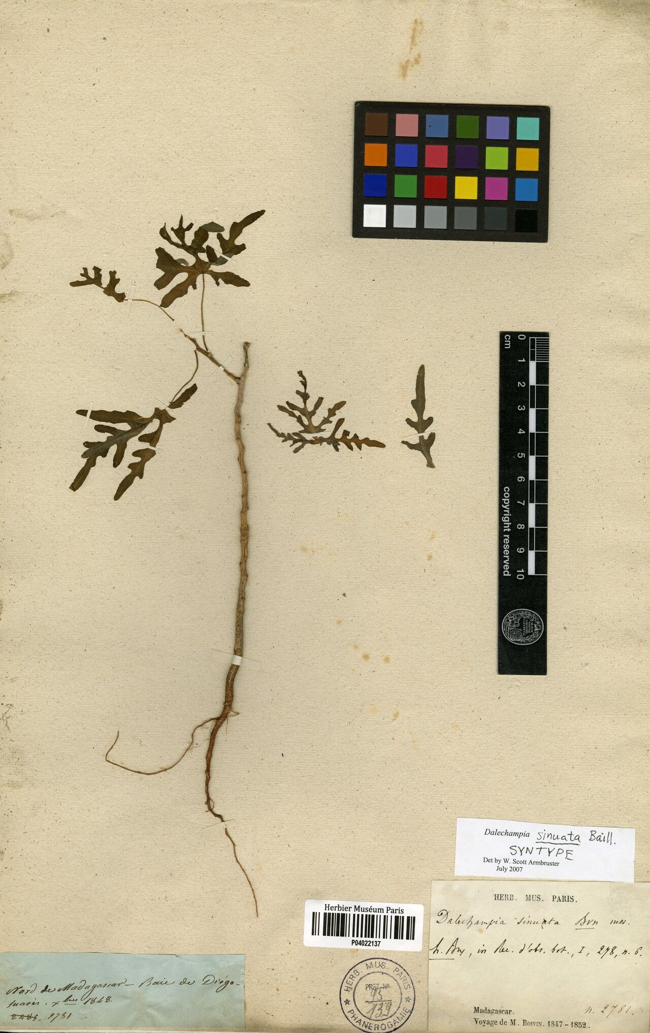 Dalechampia sinuata — houseplant care guide