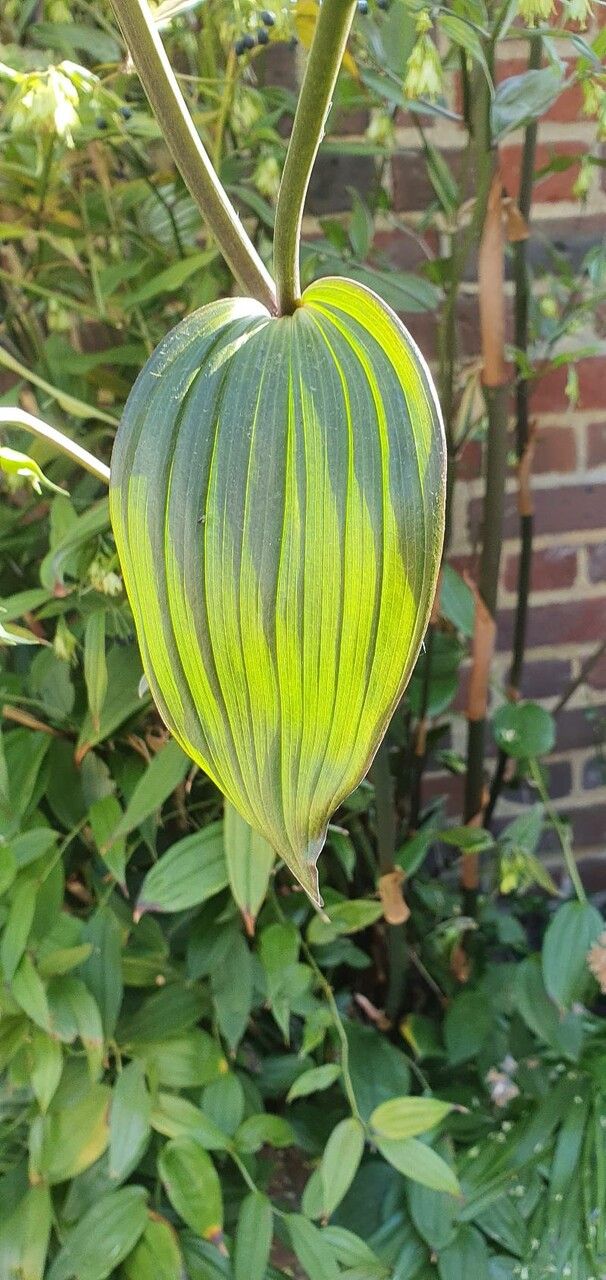 Disporum cantoniense leaf
