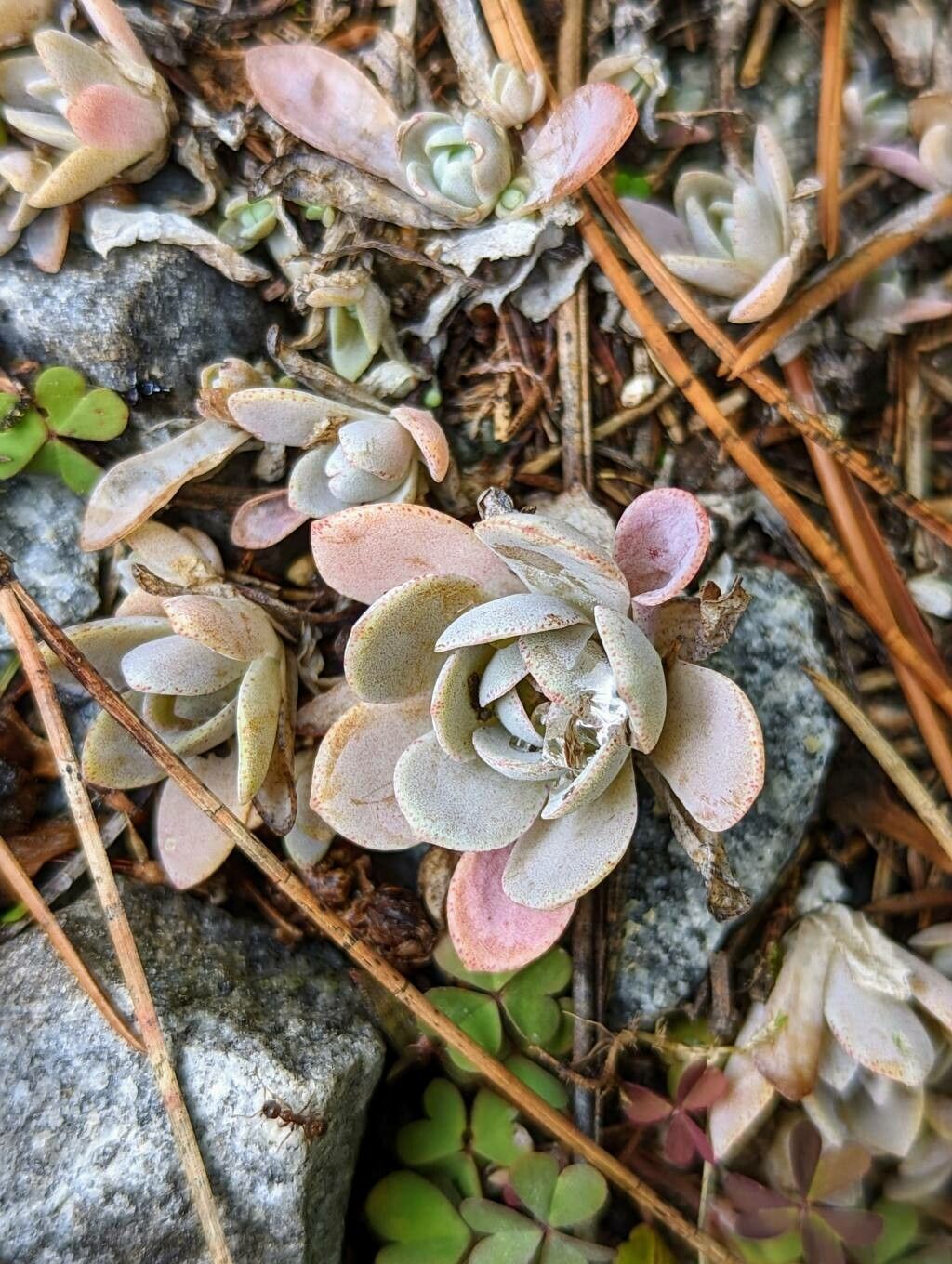 Orostachys iwarenge — related species from the same genus