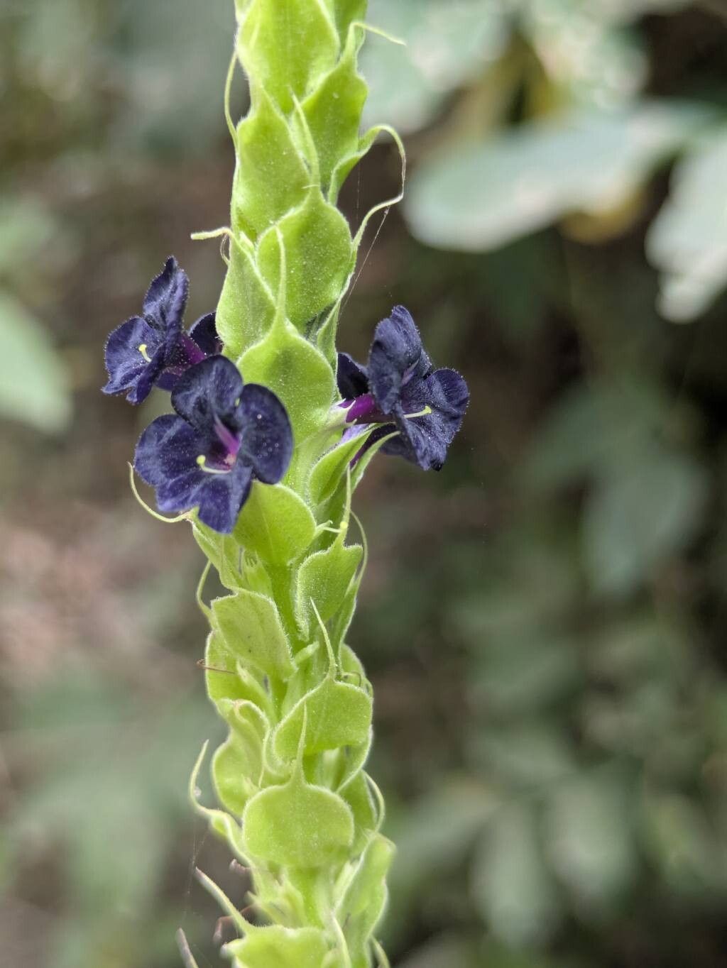 Stachytarpheta orubica — houseplant care guide