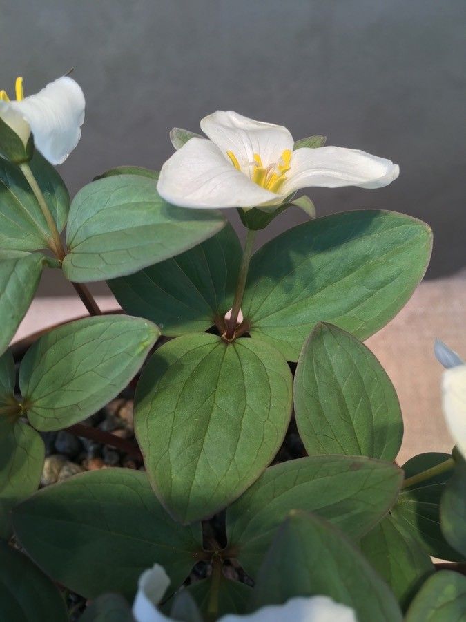 Trillium nivale — search result for 'Trillium'