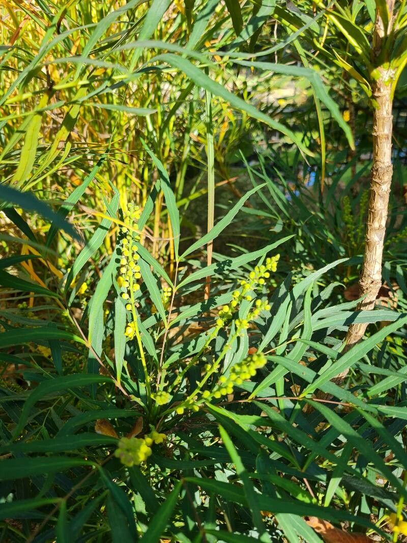 Mahonia eurybracteata fruit