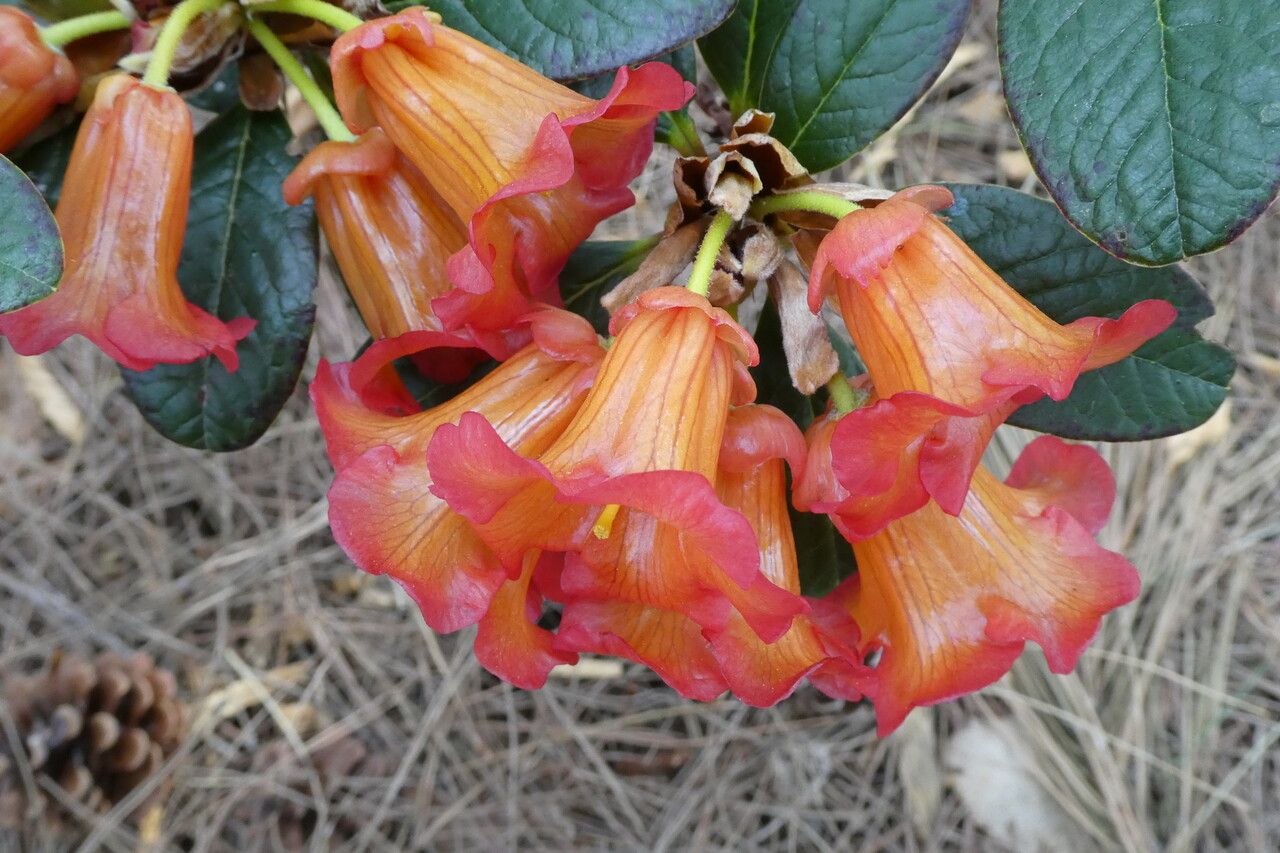 Rhododendron citriniflorum — houseplant care guide