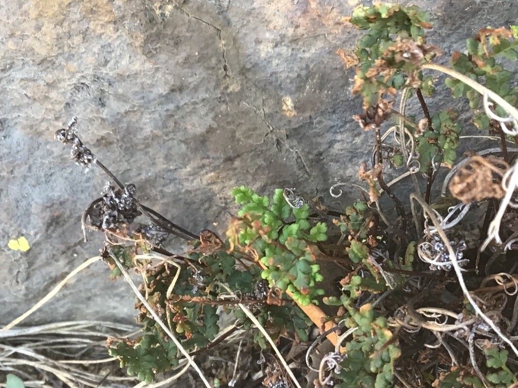 Hemionitis tinaei leaf