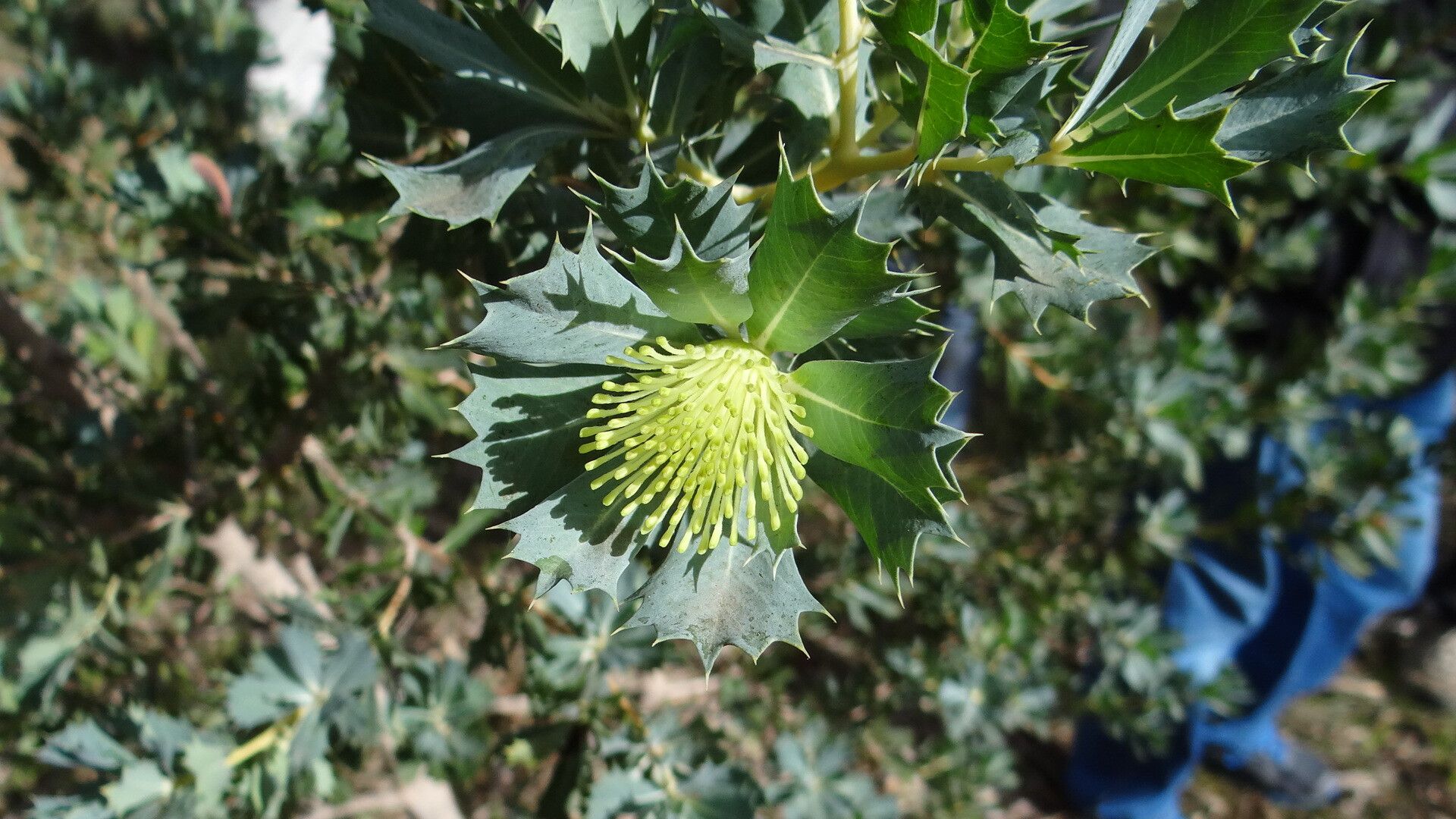 Banksia sessilis flower