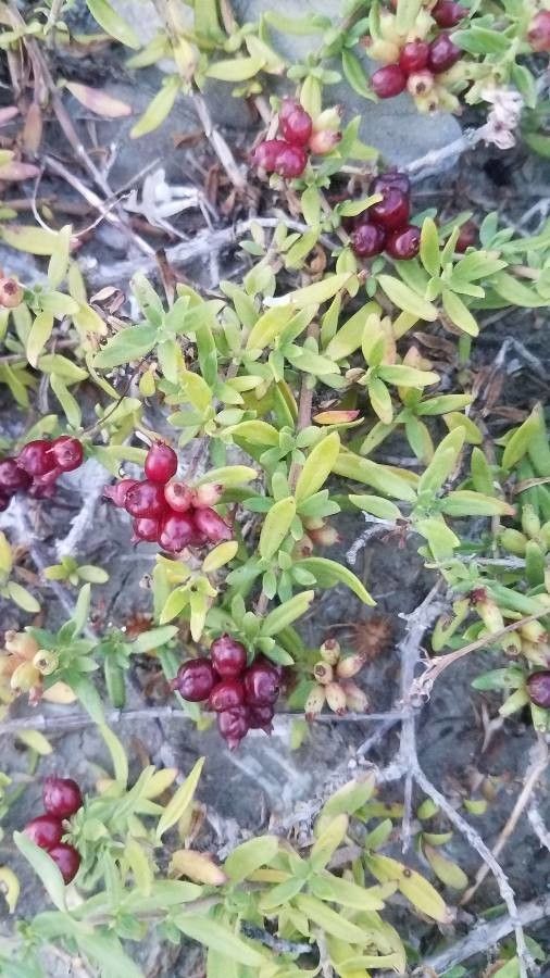 Putoria calabrica fruit