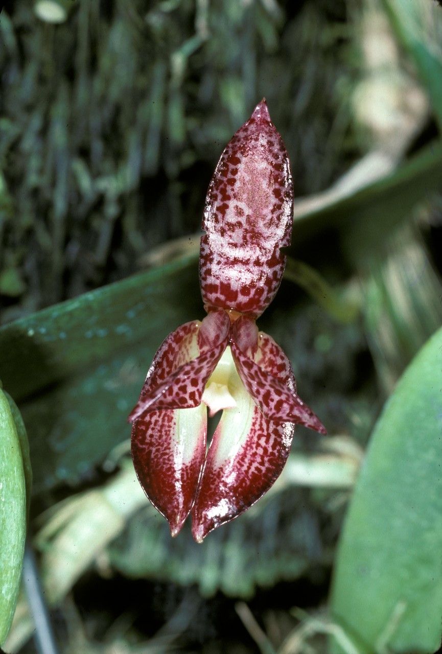 Bulbophyllum macranthum flower