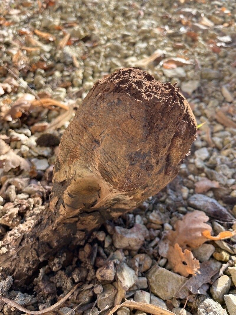 Pandanus altissimus — related species from the same genus