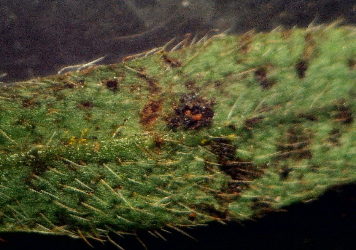 Myosotis secunda — houseplant care guide