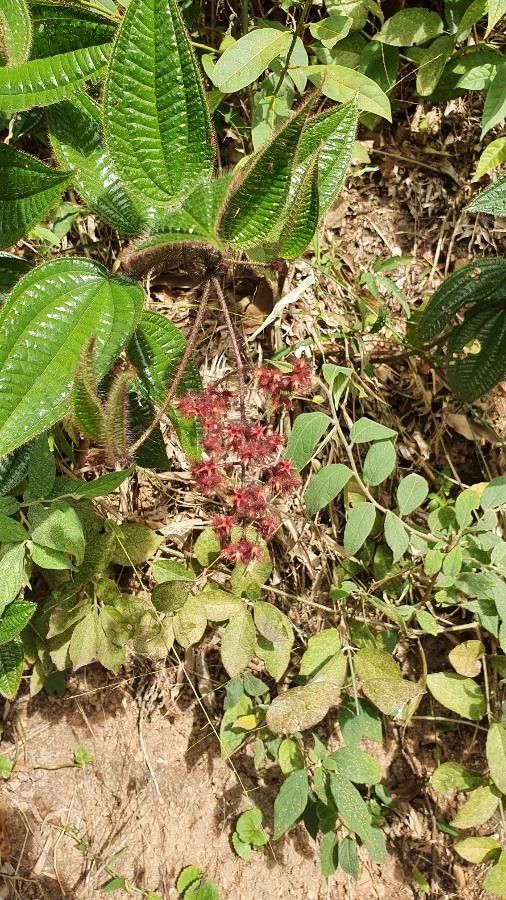 Leandra grandifolia flower