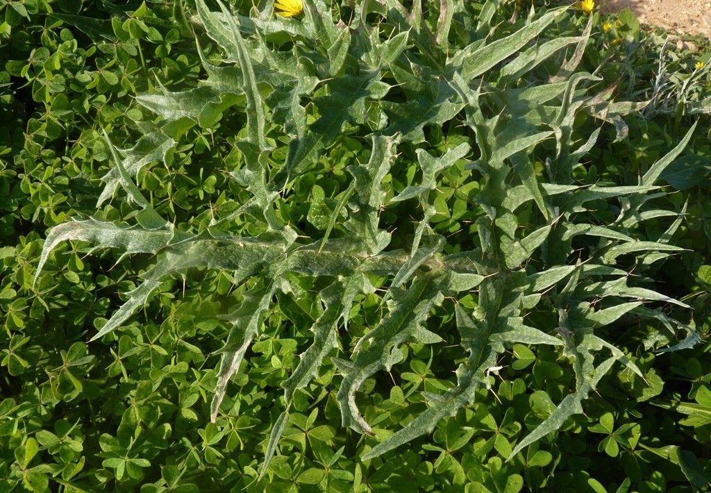 Cynara baetica leaf