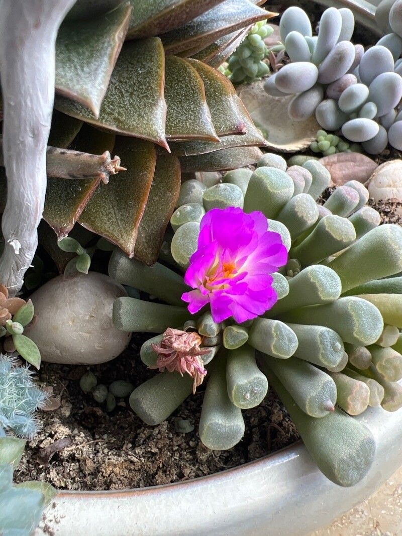 Frithia pulchra flower