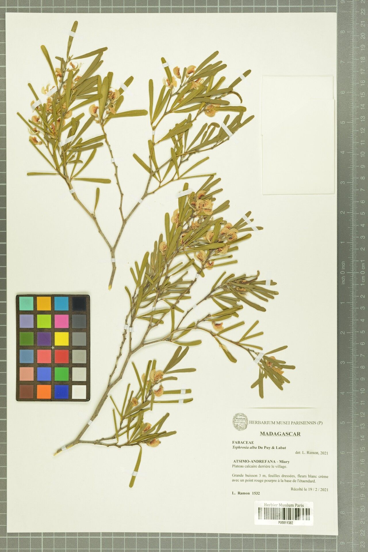 Tephrosia alba — related species from the same genus