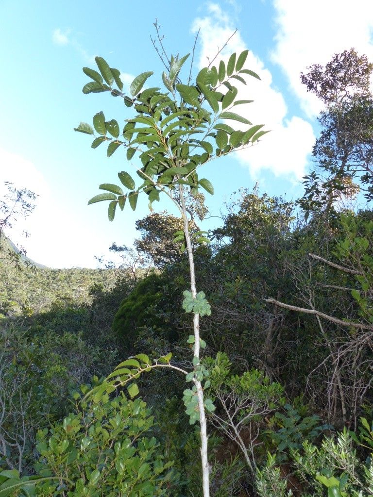 Cupaniopsis oedipoda habit
