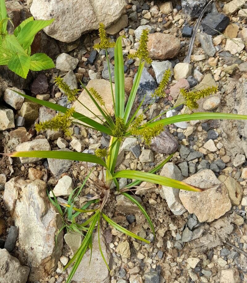 Cyperus pallidicolor habit