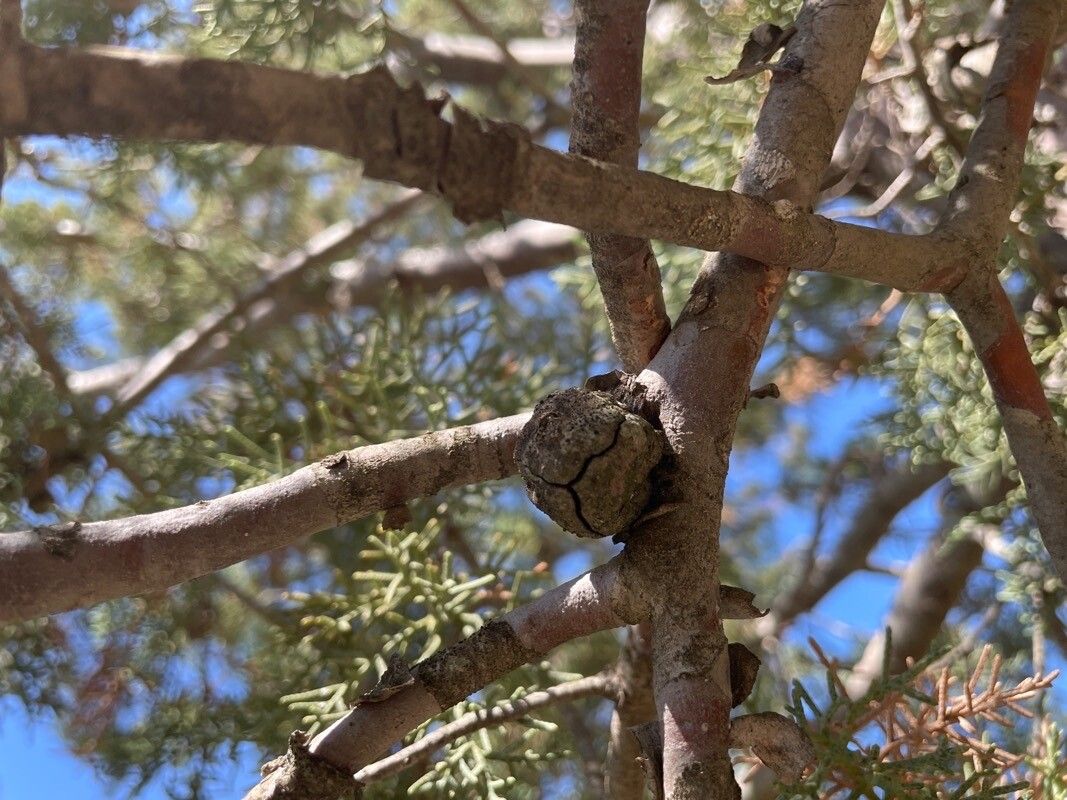 Cupressus guadalupensis fruit