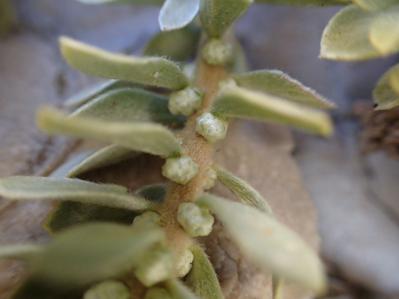 Thymelaea tartonraira bark