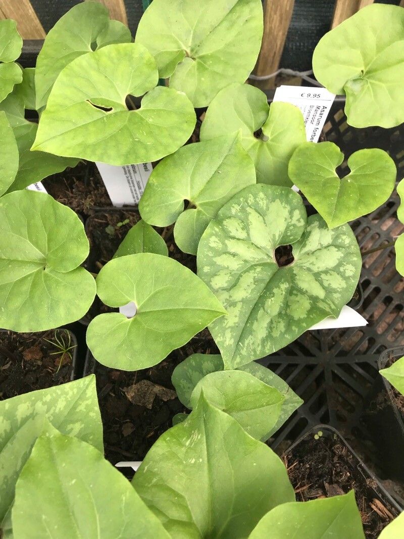 Asarum forbesii leaf