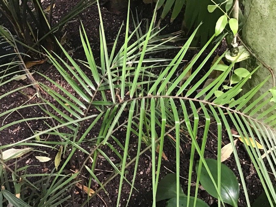 Ceratozamia kuesteriana — related species from the same genus