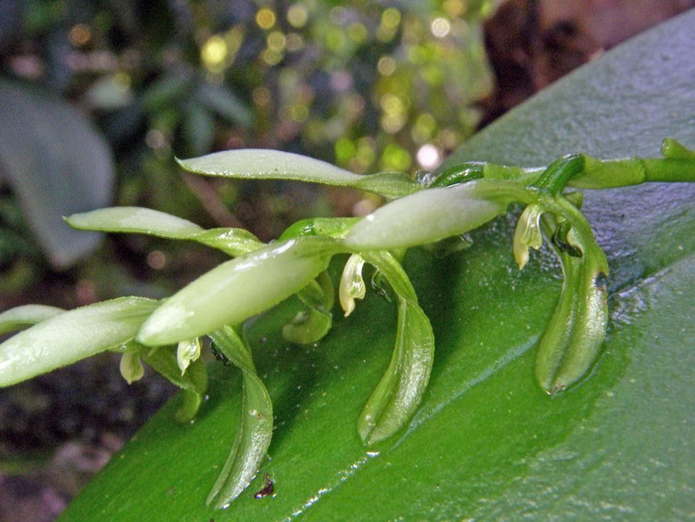 Acianthera aberrans flower
