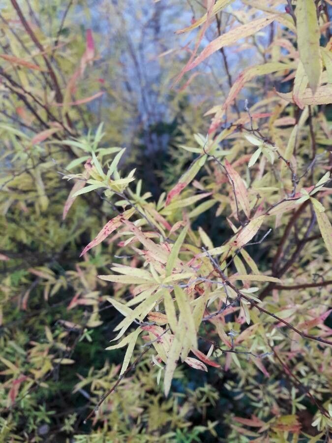 Spiraea thunbergi — search result for 'Spiraea'