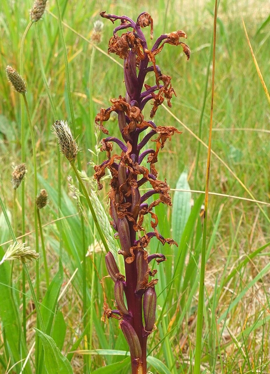 Anacamptis laxiflora fruit