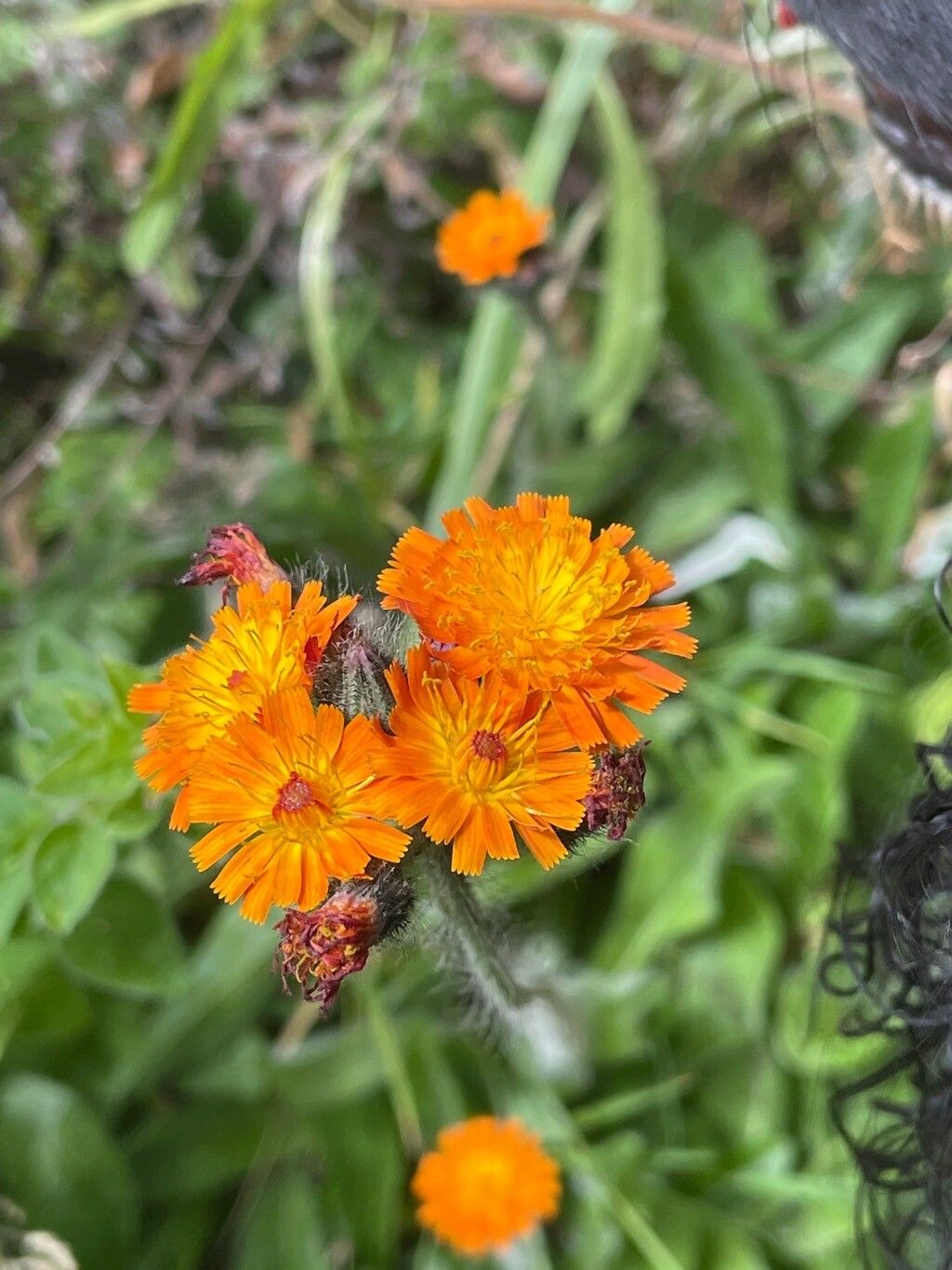 Pilosella guthnickiana flower
