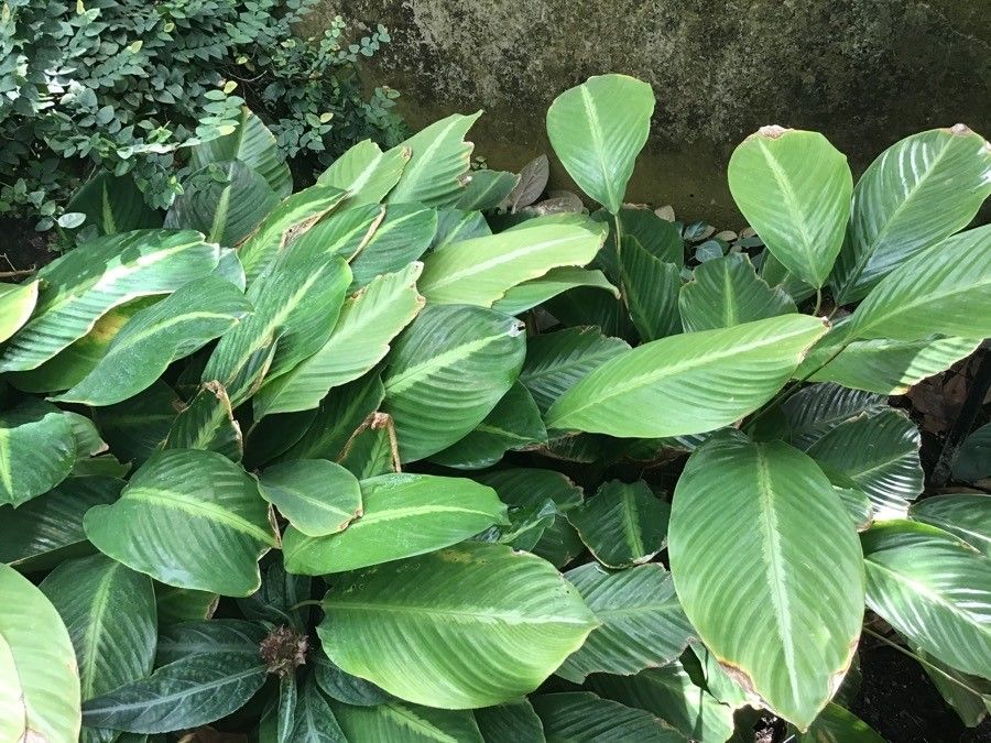 Goeppertia brasiliensis leaf