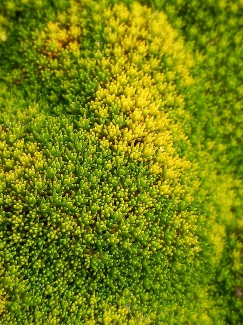 Raoulia haastii — related species from the same genus