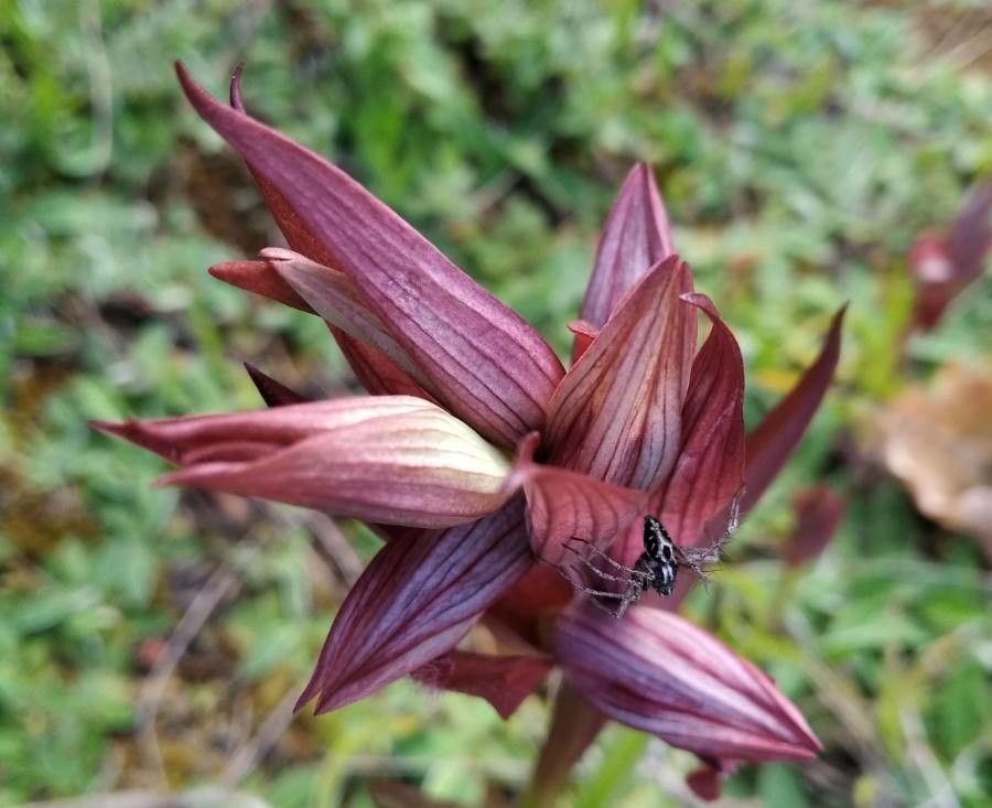 Serapias × broeckii — houseplant care guide