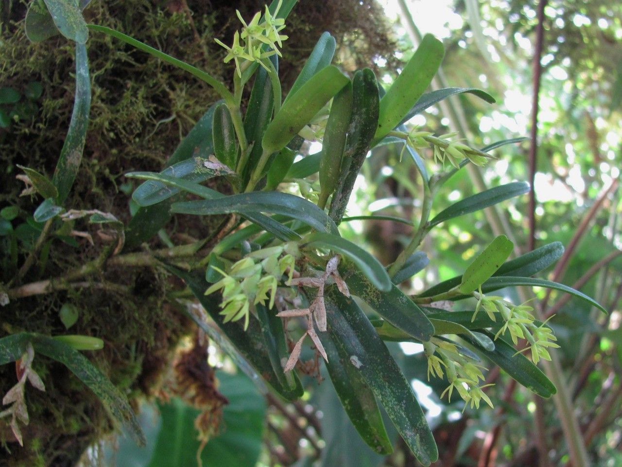 Epidendrum paraguastigma other