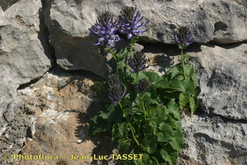 Phyteuma cordatum habit