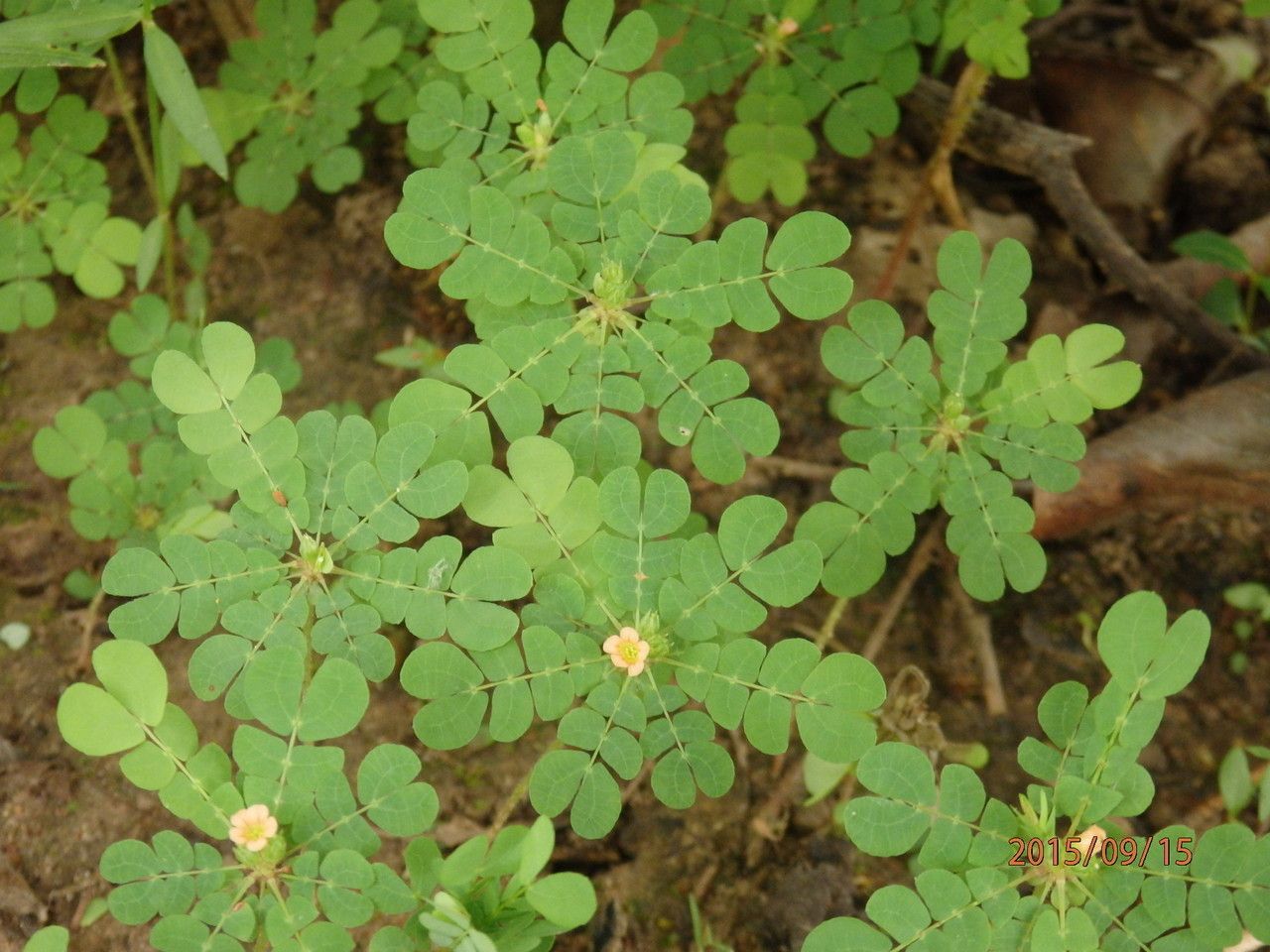 Biophytum umbraculum habit