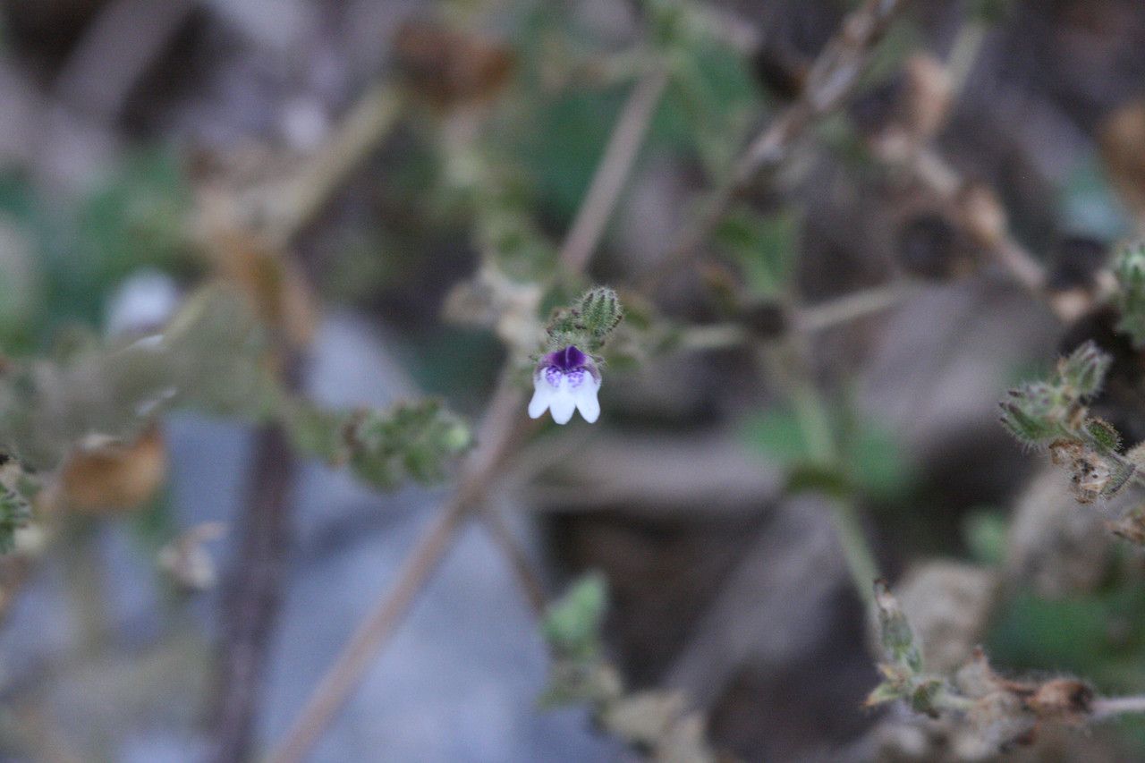 Kickxia lanigera flower