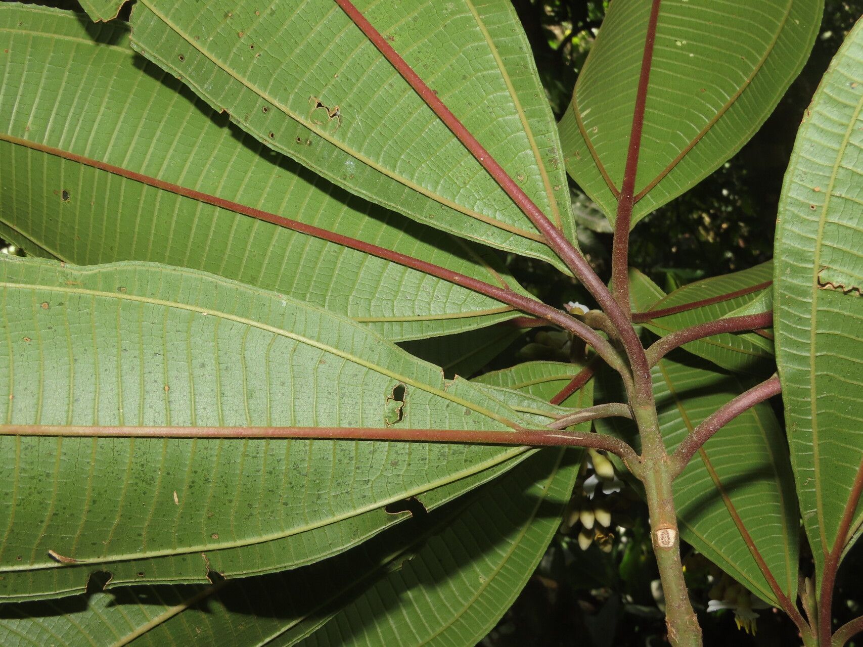 Miconia conorufescens — houseplant care guide