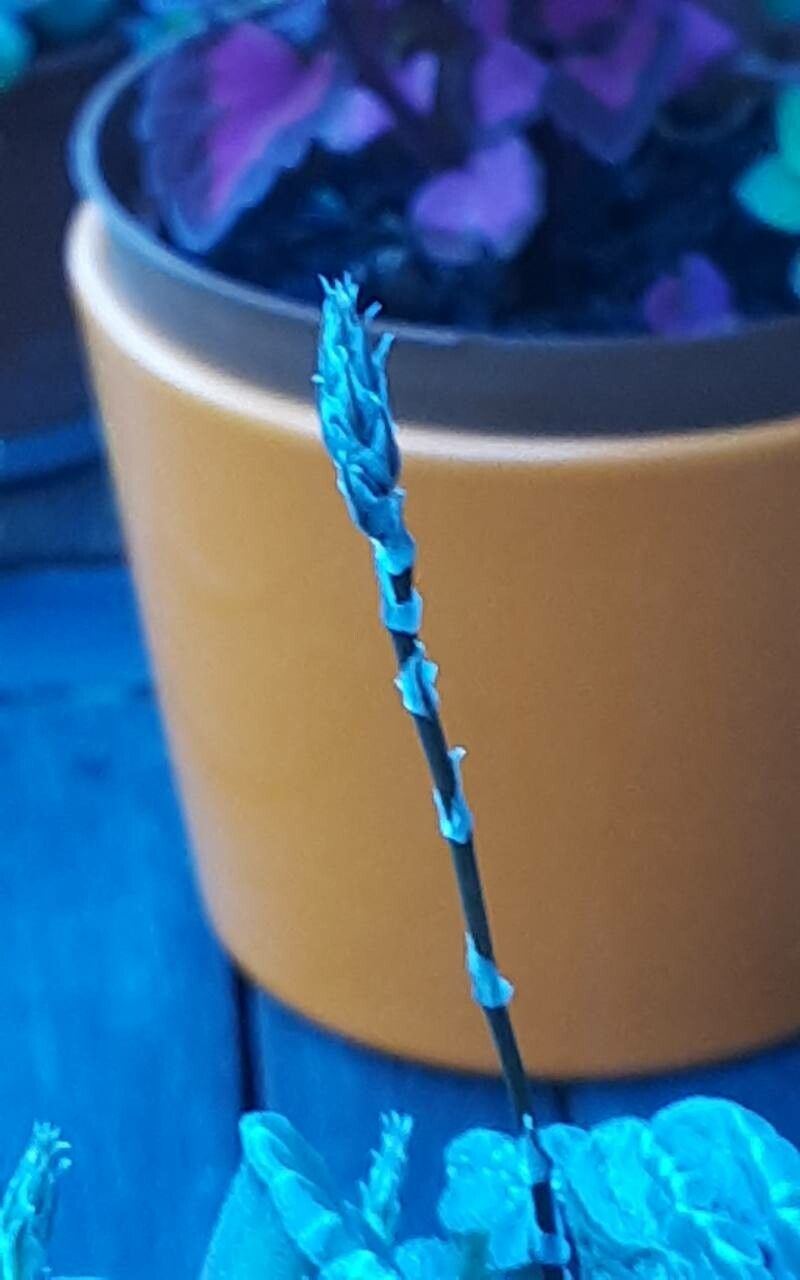 Haworthia truncata flower