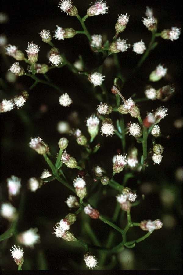 Baccharis angustifolia flower