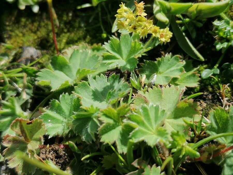 Alchemilla fissa — search result for 'Alchemilla'